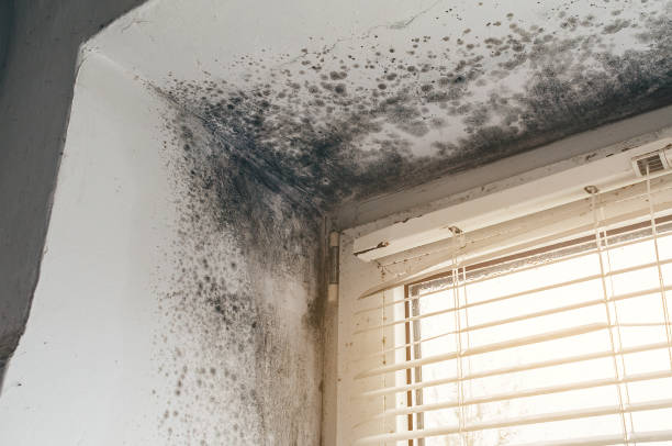 Affordable Mold Cleanup solutions in Haddonfield, NJ